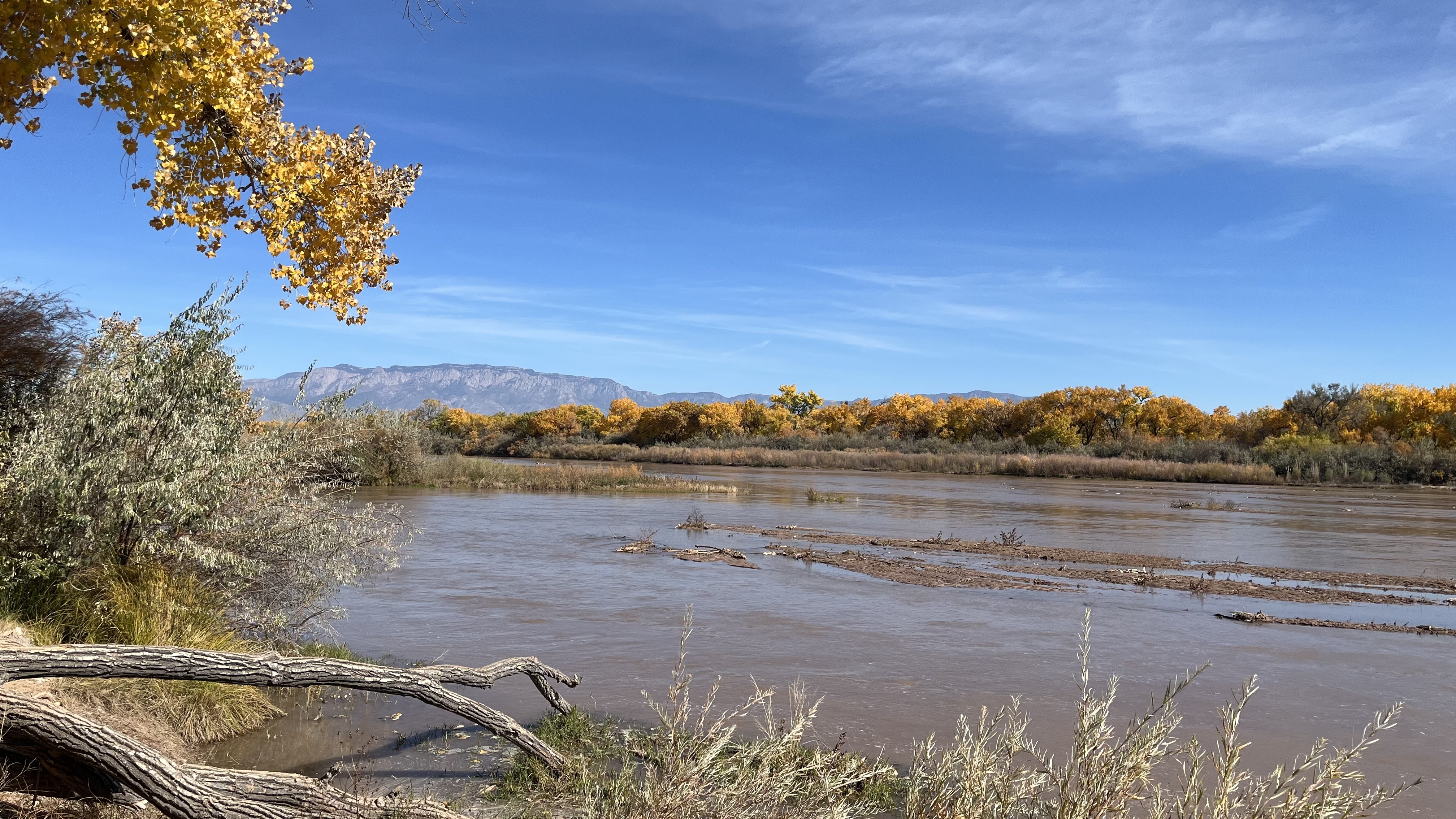 Middle Rio Grande bosque
